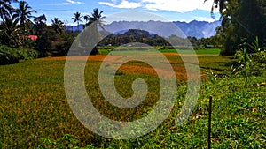 The expanse of rice fields with a green background of forests and mountains and blue skies