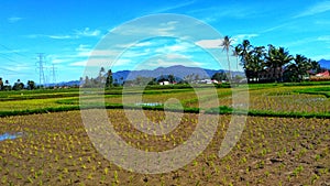 The expanse of rice fields with a green background of forests and mountains and blue skies