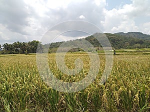 Expanse of yellow rice fields under the hill