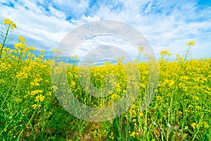 Expansive fields of bright green and yellow canola oil plants