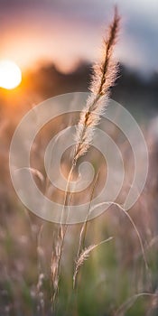 Expansive grassy plain under the sky, confused with hues of sunset, blades of grass stretching low