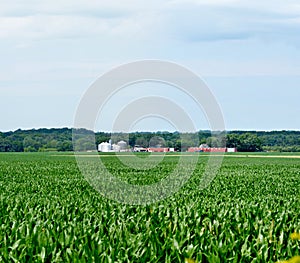 Expansive Midwest corn field