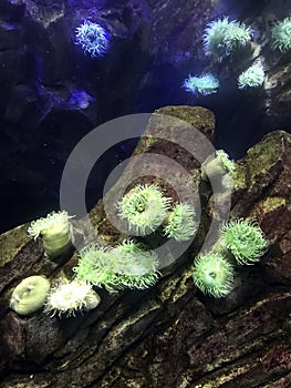 Sea anemones  at Ripley`s Aquarium of Canada