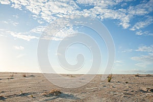 Expansive sandy coastal scene with single reed growing under blue sky with white clouds