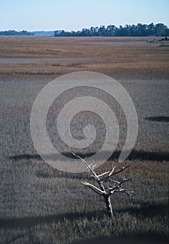 Expansive South Carolina Salt Marsh