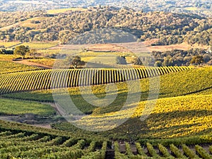 A expansive vineyard in the early morning light.