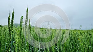 Expansive wheat field with swaying grass in the summer breeze.