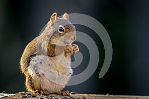 Expecting American Red Squirrel appears to be smiling as she enjoys a snack