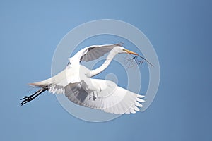 Expecting Egret