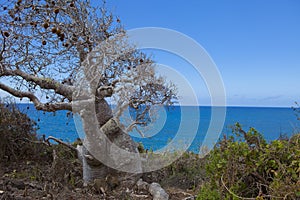 Expedition in the region of ramena madagascar