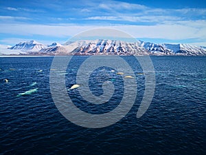 Expedition on ship and boat in Svalbard beluga wales norway landscape ice nature of the glacier mountains of Spitsbergen