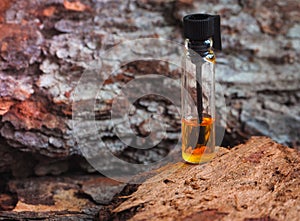 Expensive oil agarwood tree. Arabian oud attar perfume or agarwood oil fragrances in mini bottle.