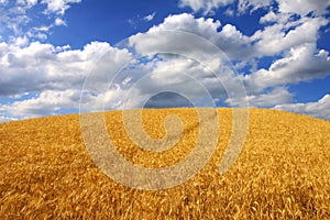 Golden wheat field and blue sky with white clouds. Agricultural landscape.