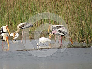 Feeding Frenzy: Painted Storks and Spoonbills Amidst Lake Bounty photo