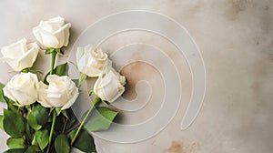 Simplicity Refined: White Roses on Chalk Background with White Space