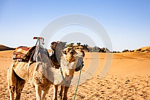 Camels in the Sahara desert, Morocco travel destination in Africa photo