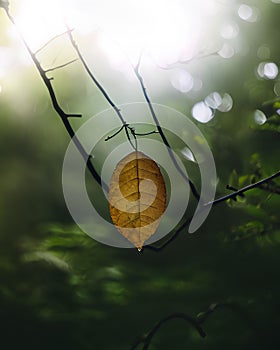 Experience the tranquility of the jungle with this captivating photo of a single leaf swaying in the