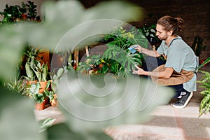 Experienced adult floriculturist dusting, tending to the leaves of potted plants in the verdant interior of a home