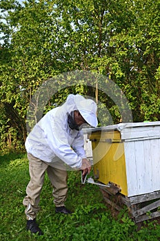 Experienced apiarist making fumigation against diseases of bees in apiary