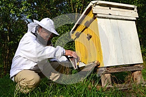 Experienced apiarist making fumigation fumigation against diseases of bees in apiary