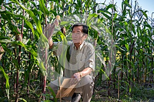 An experienced Asian male farmer working in a corn field, checking the quality of the corn crops