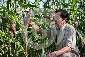 An experienced Asian male farmer working in a corn field, checking the quality of the corn crops