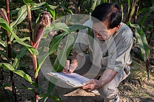 An experienced Asian male farmer working in a corn field, checking the quality of the corn crops