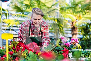 Experienced and dedicated handsome young florist grooming red houseplants