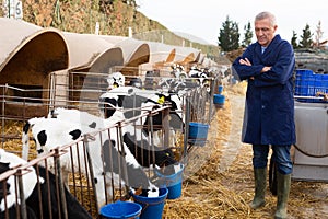 Experienced elderly cow breeder watching little calves in stall outdoors