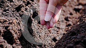 An experienced farmer manually sows vegetable seeds on prepared soil. Sowing seeds.Gardening and agriculture concept