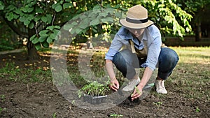 Experienced female farmer inspects and separates intergrown tomato seedlings by placing them in a hole in the open field