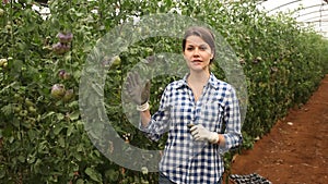 Experienced female grower engaged in cultivation of organic vegetables, checking crop of blue tomatoes in greenhouse