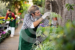 Experienced floriculturist checking potted Chlorophytum comosum in greenhouse