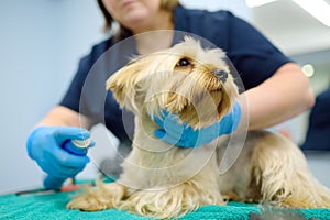 An experienced groomer treats terrier's coat with spray conditioner antistatic from tangles for easy combing fur. Make an