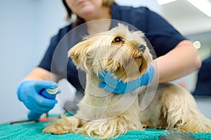 An experienced groomer treats terrier's coat with spray conditioner antistatic from tangles for easy combing fur. Make an photo