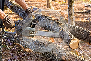 An experienced lumberjack uses chainsaw to cut down a tree during autumnal forest cleaning
