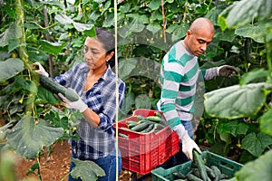 Experienced male and female farm workers picking crop of organic cucumbers in glasshouse