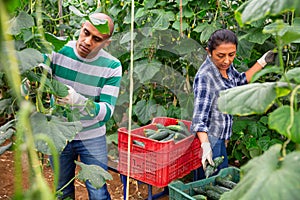 Experienced male and female farm workers picking crop of organic cucumbers in glasshouse