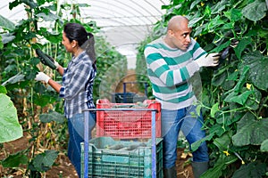 Experienced male and female farm workers picking crop of organic cucumbers in glasshouse