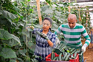 Experienced male and female farm workers picking crop of organic cucumbers in glasshouse