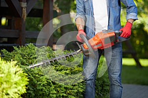 Experienced male gardener cutting off conifer hedges with huge electric loppers on backyard.