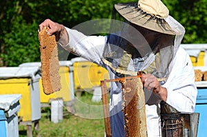 Experienced senior apiarist cutting out piece of larva honeycomb in apiary