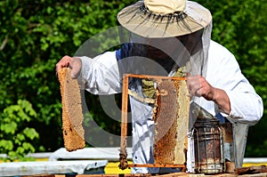 Experienced senior apiarist cutting out piece of larva honeycomb in apiary