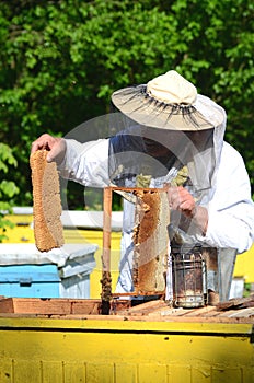 Experienced senior apiarist cutting out piece of larva honeycomb in apiary