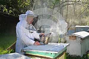 Experienced senior apiarist is setting a fire in a bee smoker