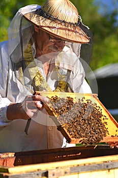 Experienced senior beekeeper making inspection in apiary