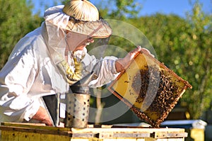 Experienced senior beekeeper making inspection in apiary