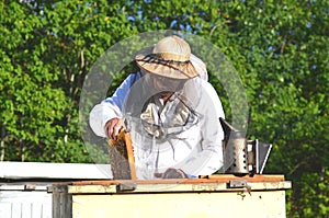 Experienced senior beekeeper making inspection in apiary