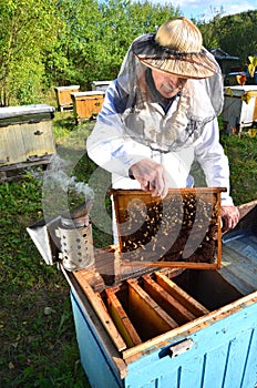 Experienced senior beekeeper making inspection in apiary