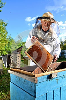 Experienced senior beekeeper making inspection in apiary